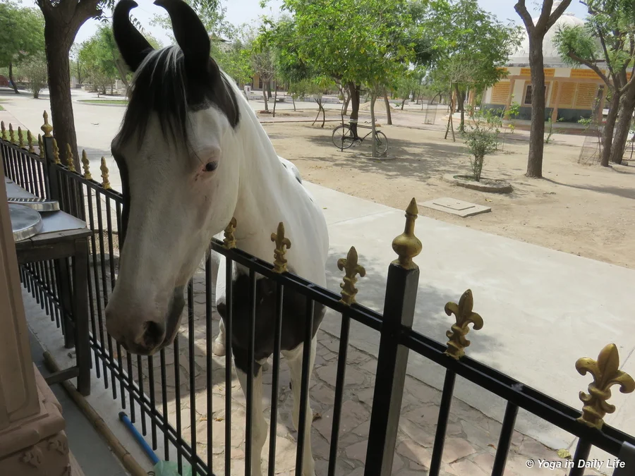 Sangam hoping for something nice over the kitchen fence 72dpi 1200 wm